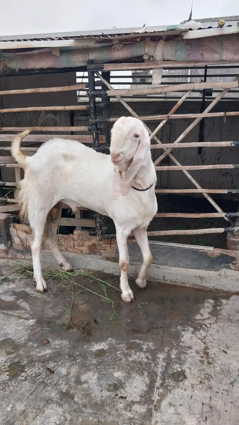Rajan pori pure gulabi breedar — photo 2
