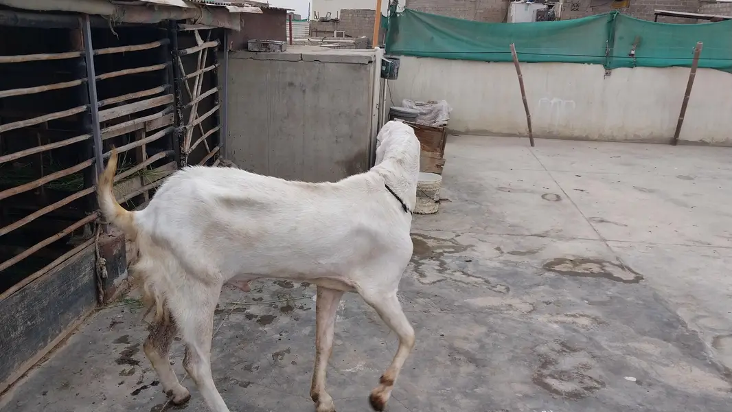 Rajan pori pure gulabi breedar — photo 3