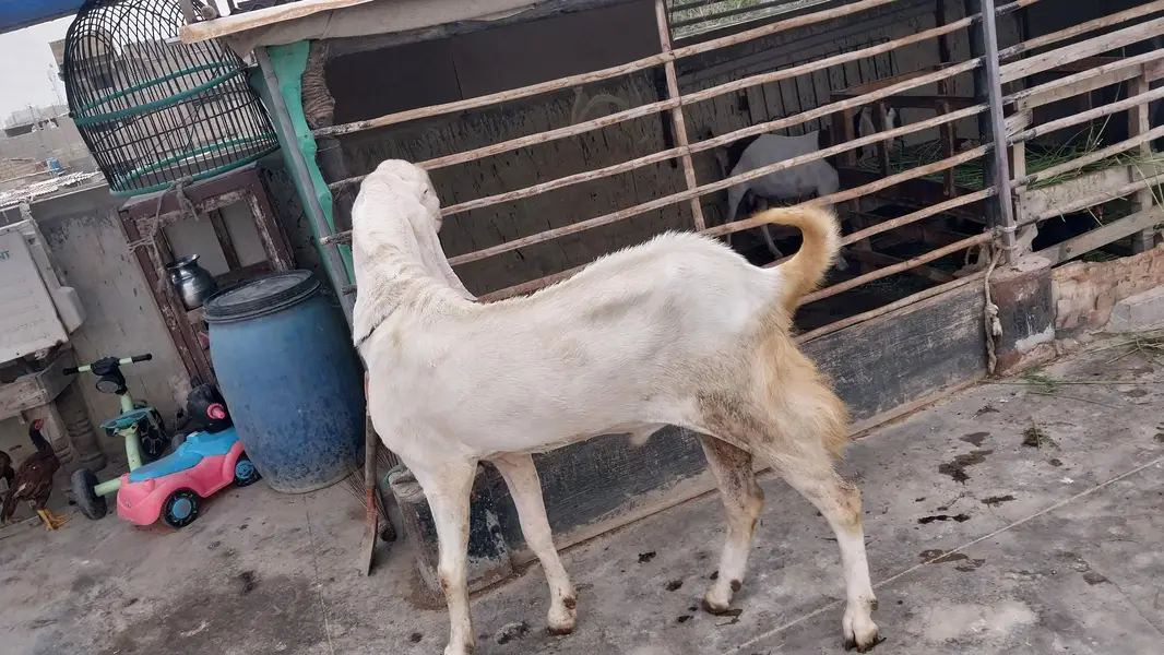 Rajan pori pure gulabi breedar — photo 4