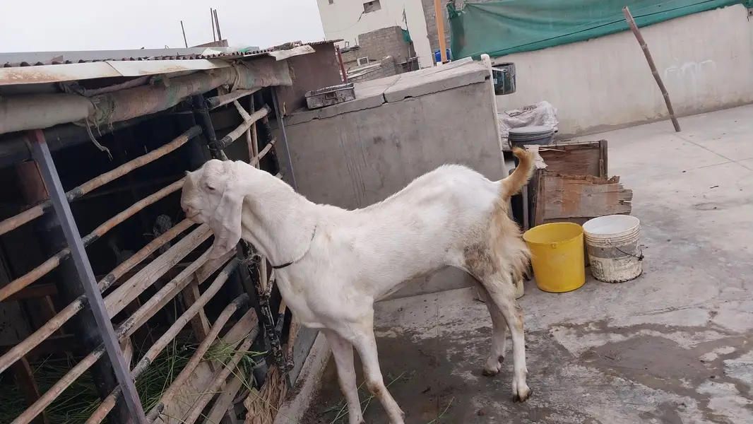 Rajan pori pure gulabi breedar — photo 5