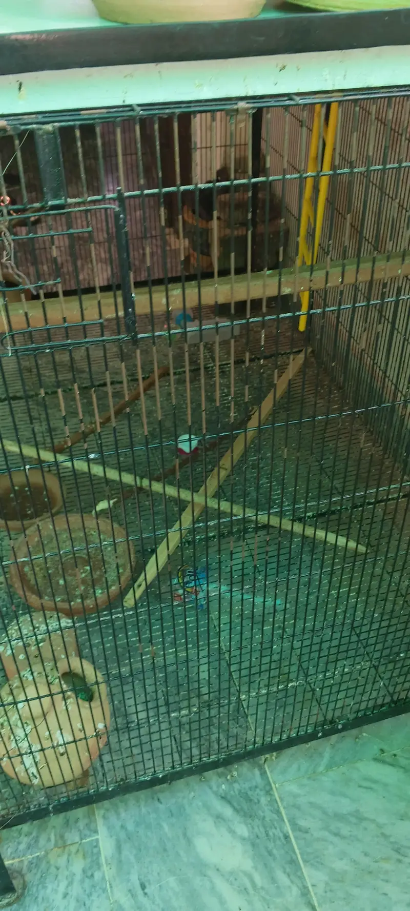 Parrot Cage_Hen Cage/ Birds Cage_Pinjra / Dog Cage — photo 2