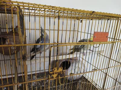 Cage with Birds (Cocktail Pair and 1 Female Finch)