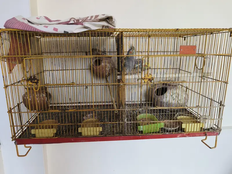 Cage with Birds (Cocktail Pair and 1 Female Finch) — photo 2