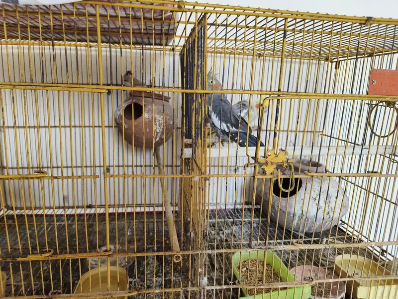 Cage with Birds (Cocktail Pair and 1 Female Finch) — photo 3