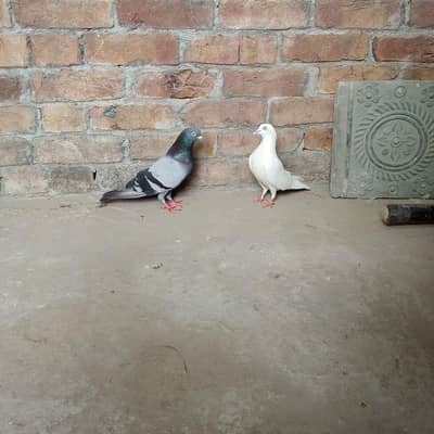 nivi ka neela kbuter or uchi k cros ki madi
