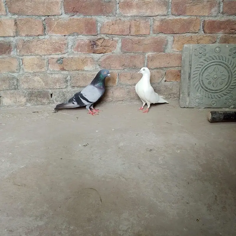 nivi ka neela kbuter or uchi k cros ki madi