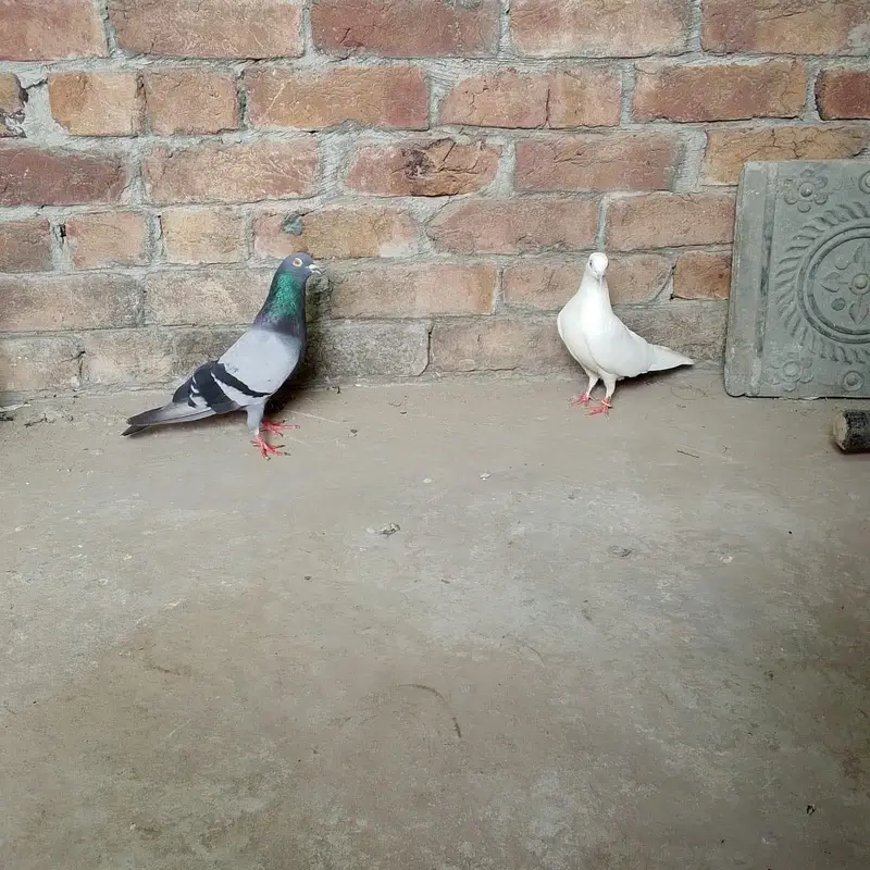 nivi ka neela kbuter or uchi k cros ki madi — photo 2