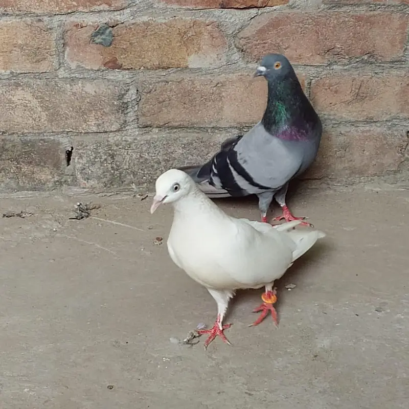 nivi ka neela kbuter or uchi k cros ki madi — photo 3