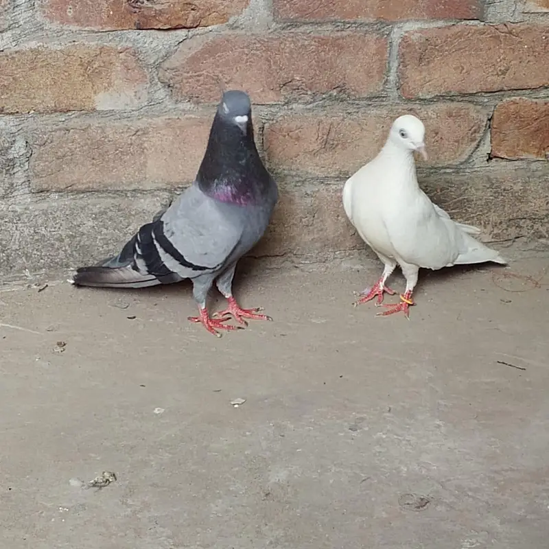 nivi ka neela kbuter or uchi k cros ki madi — photo 5