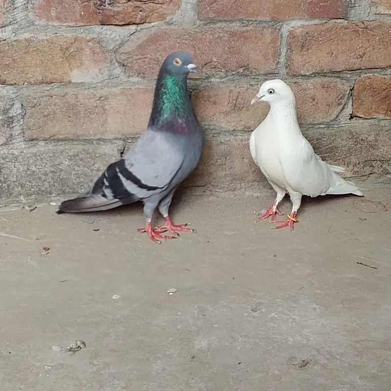 nivi ka neela kbuter or uchi k cros ki madi — photo 7