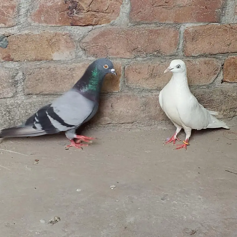 nivi ka neela kbuter or uchi k cros ki madi — photo 8