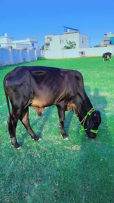 vacha full black