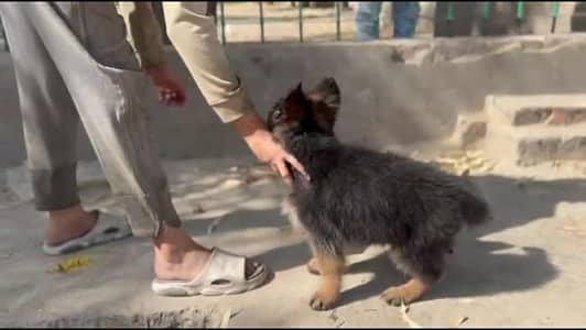 Pure German Shepherd Puppy | 3 Months | Vaccinated | Healthy Male