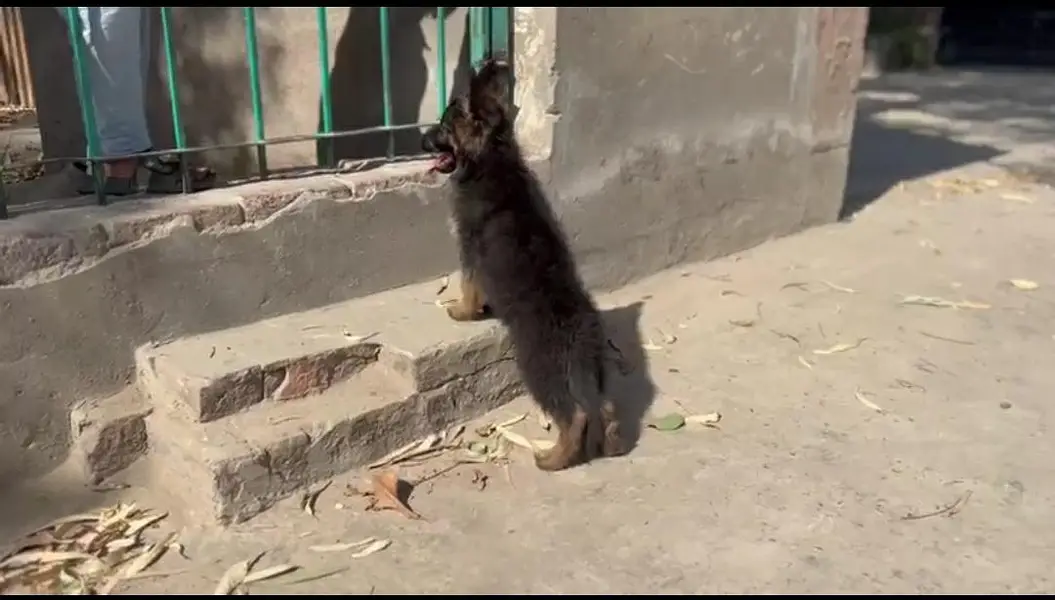 Pure German Shepherd Puppy | 3 Months | Vaccinated | Healthy Male — photo 2