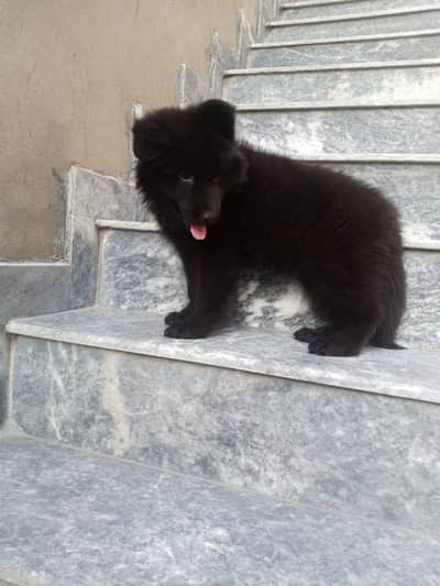 Black German Shepherd puppy for sale
