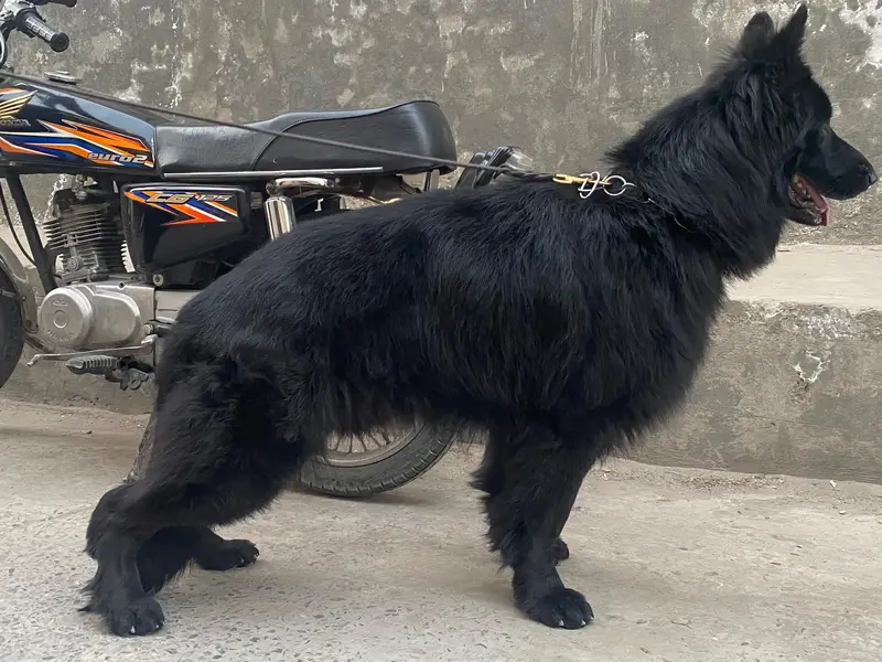 Black German Shepherd puppy for sale — photo 2