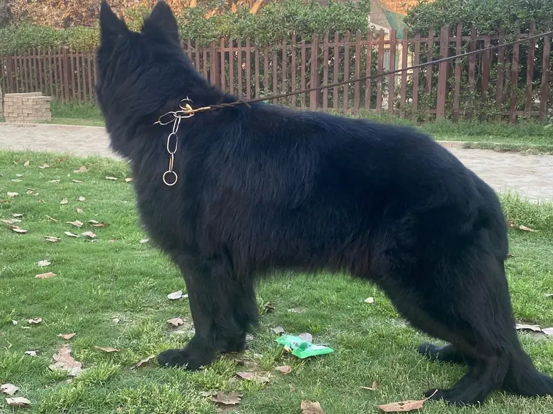 Black German Shepherd puppy for sale — photo 3