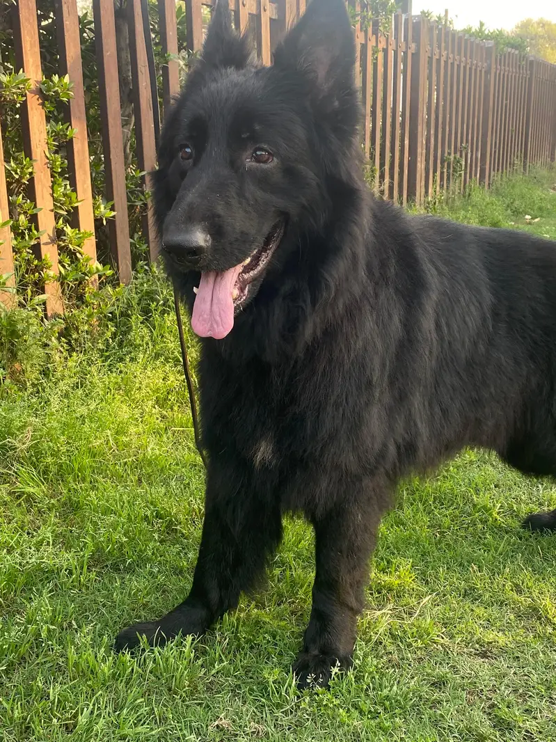 Black German Shepherd puppy for sale — photo 4