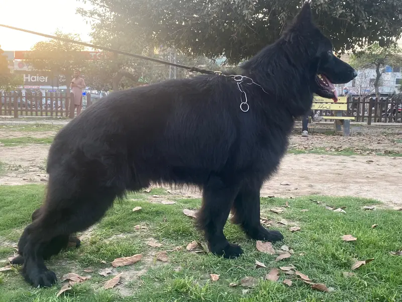 Black German Shepherd puppy for sale — photo 5