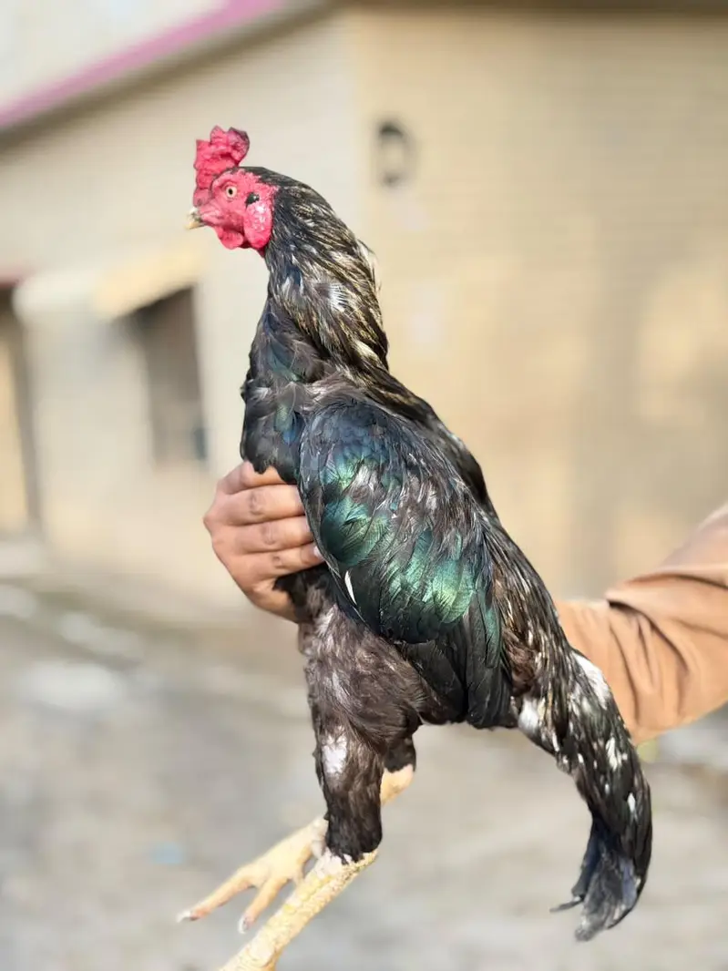 Aseel Available (offer rate) — photo 7