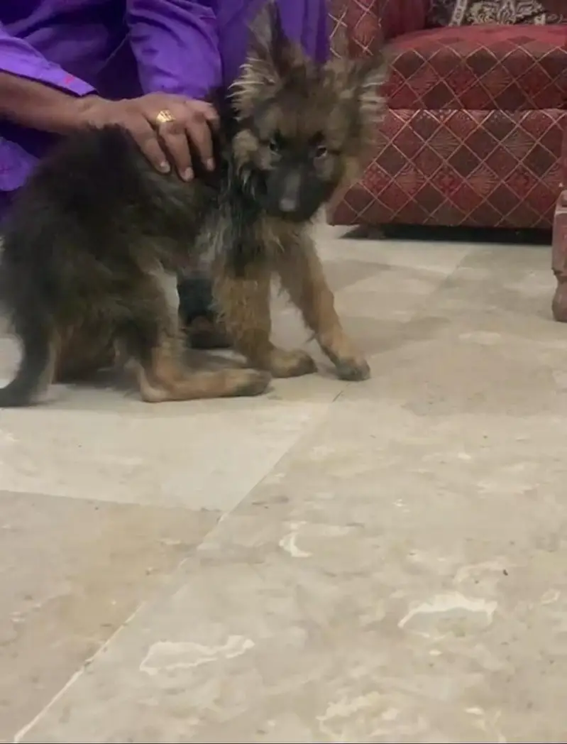 Pure German Shepherd Puppy | 3 Months | Vaccinated | Healthy Male — photo 3