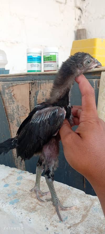 Aseel Chicks Available