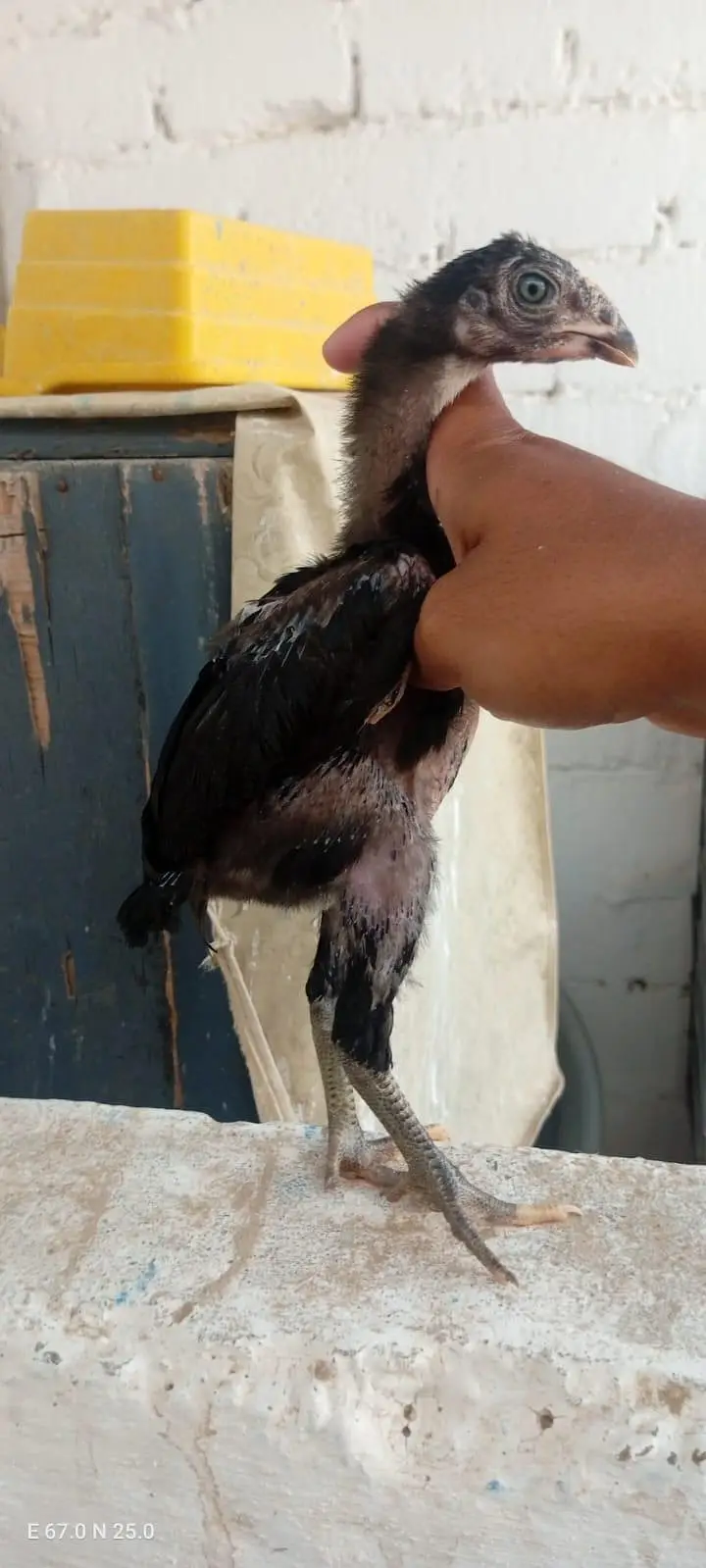 Aseel Chicks Available — photo 2