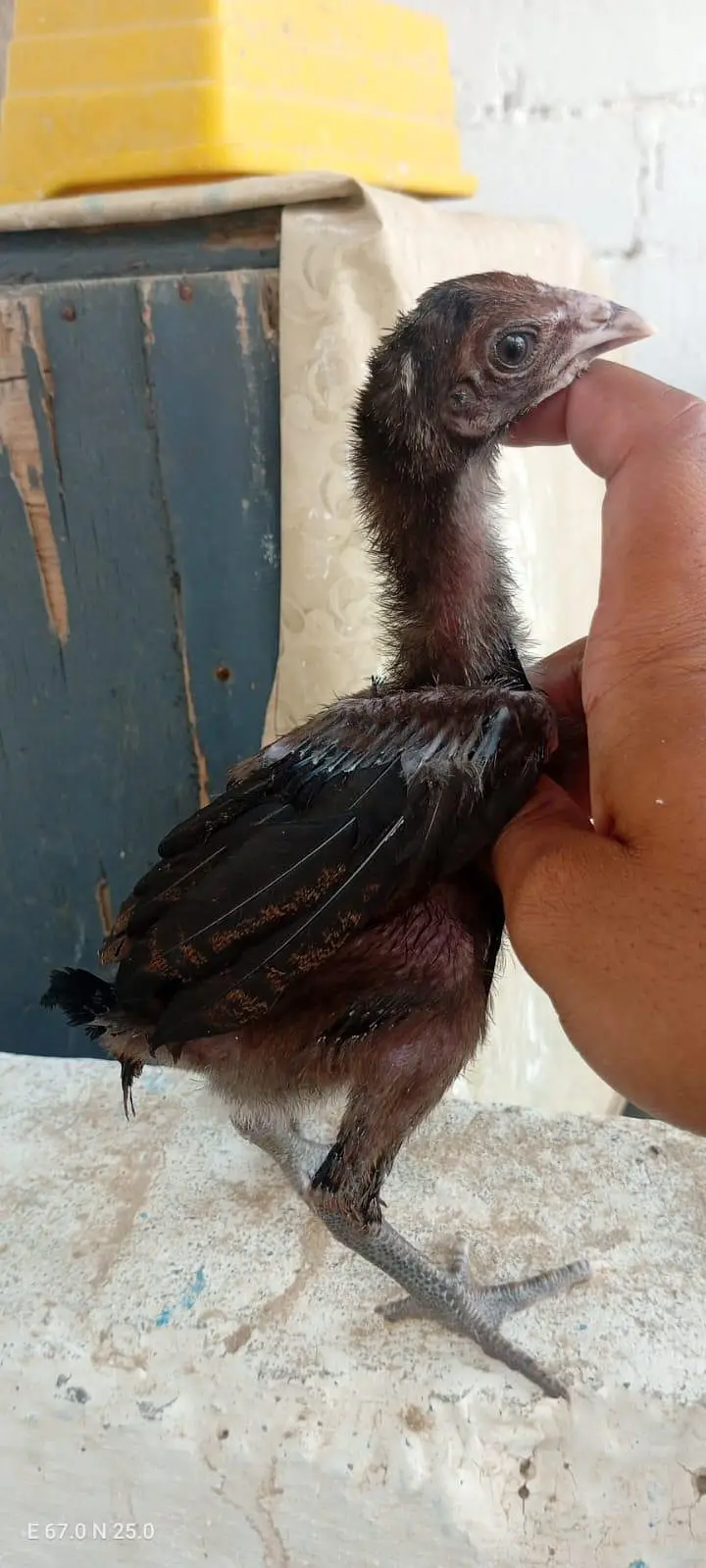 Aseel Chicks Available — photo 3