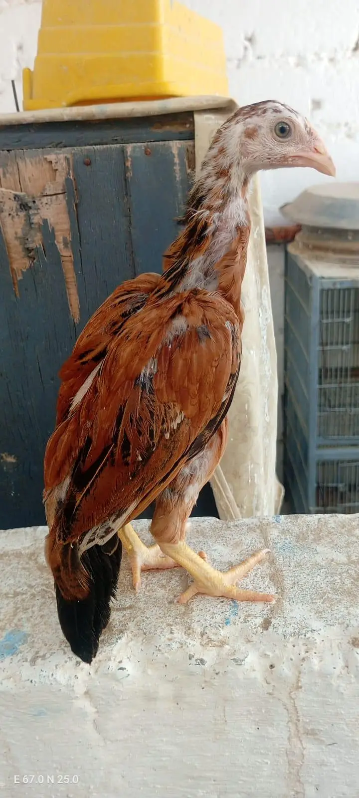 Aseel Chicks Available — photo 4