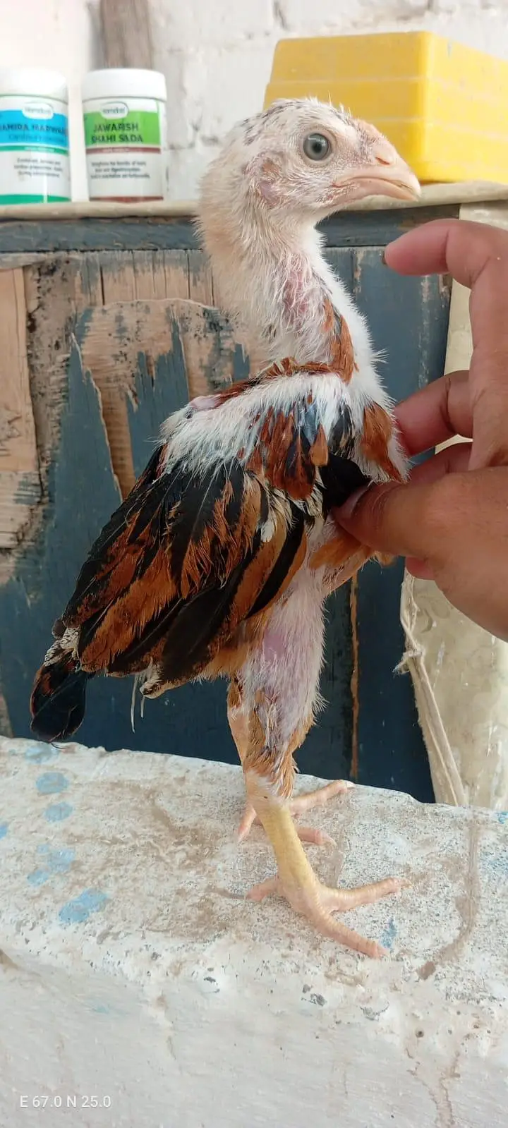 Aseel Chicks Available — photo 5
