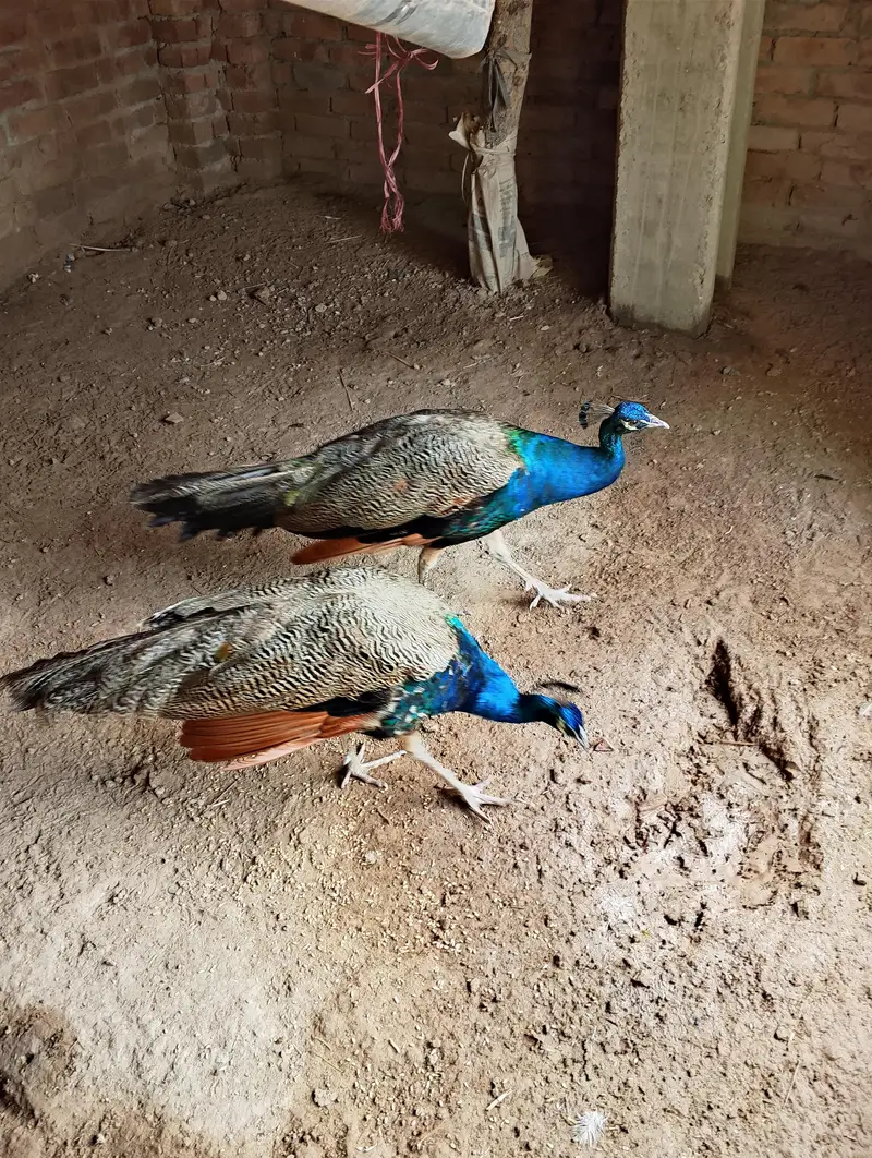 indian p. fol — photo 2