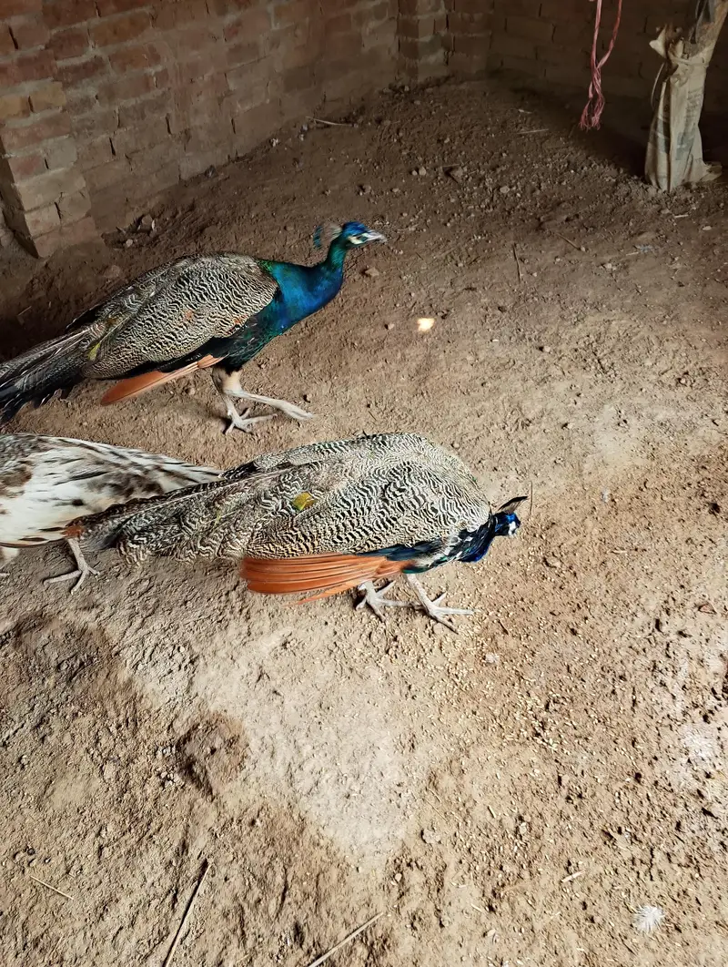 indian p. fol — photo 3