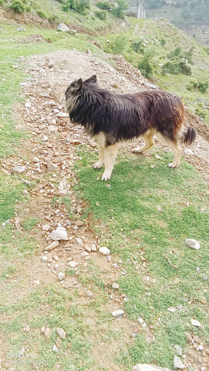 German shipet
