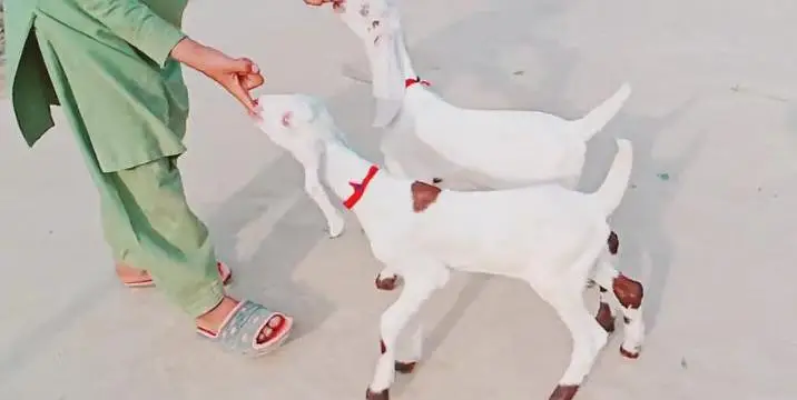2 bacchon wali bakri for sale call+03242213919 — photo 2