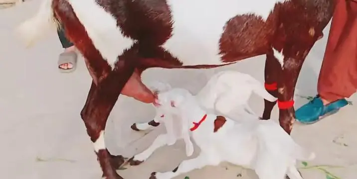 2 bacchon wali bakri for sale call+03242213919 — photo 3