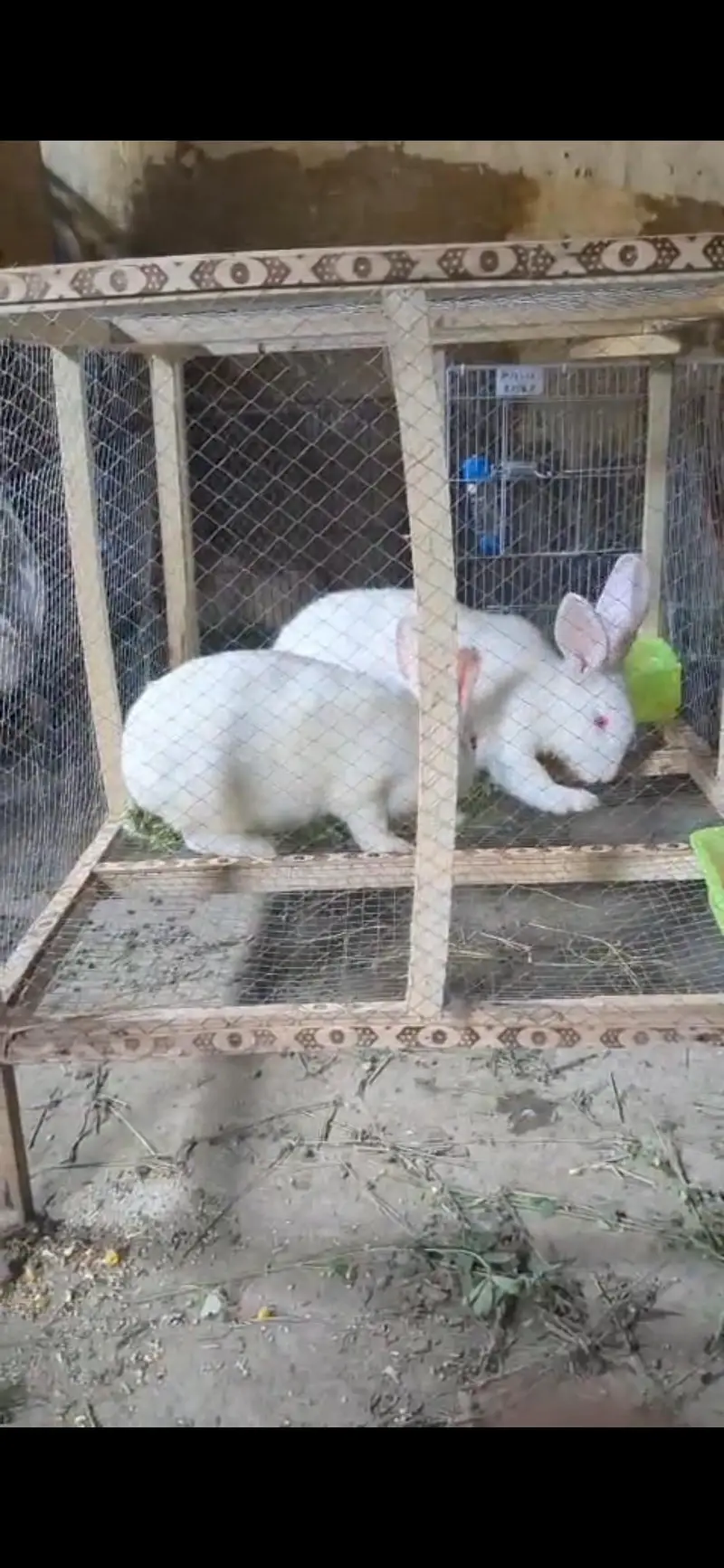 Pure New Zealand, (Breeder pair), 6 kgs Blood Line — photo 2