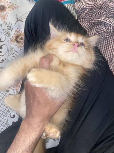 Colour Brown extra long coat cat female price 9k contactNbr03327660982