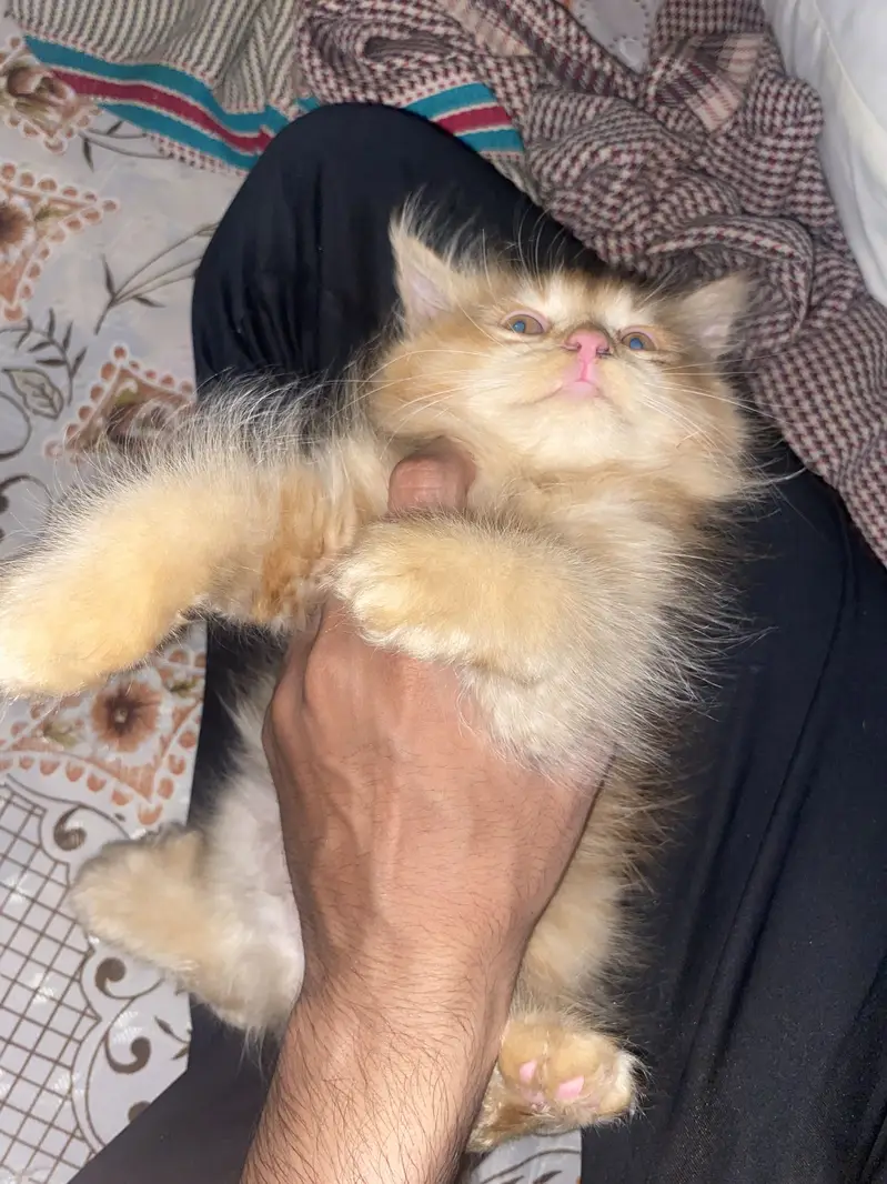 Colour Brown extra long coat cat female price 9k contactNbr03327660982 — photo 2