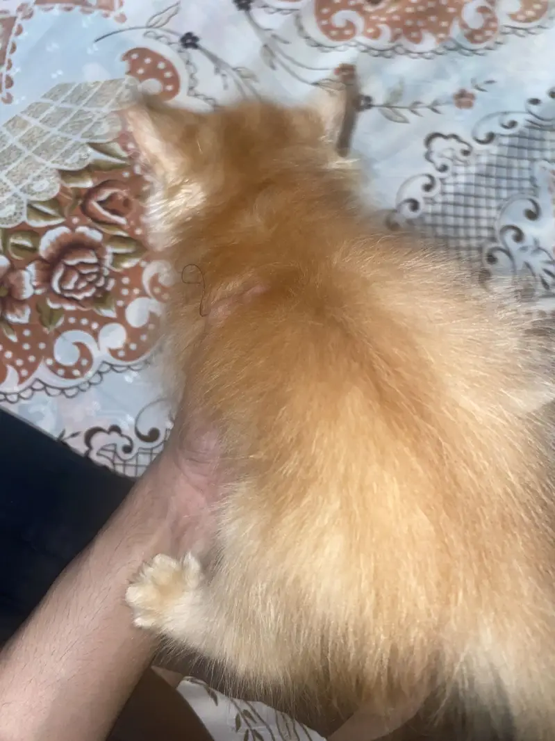 Colour Brown extra long coat cat female price 9k contactNbr03327660982 — photo 3