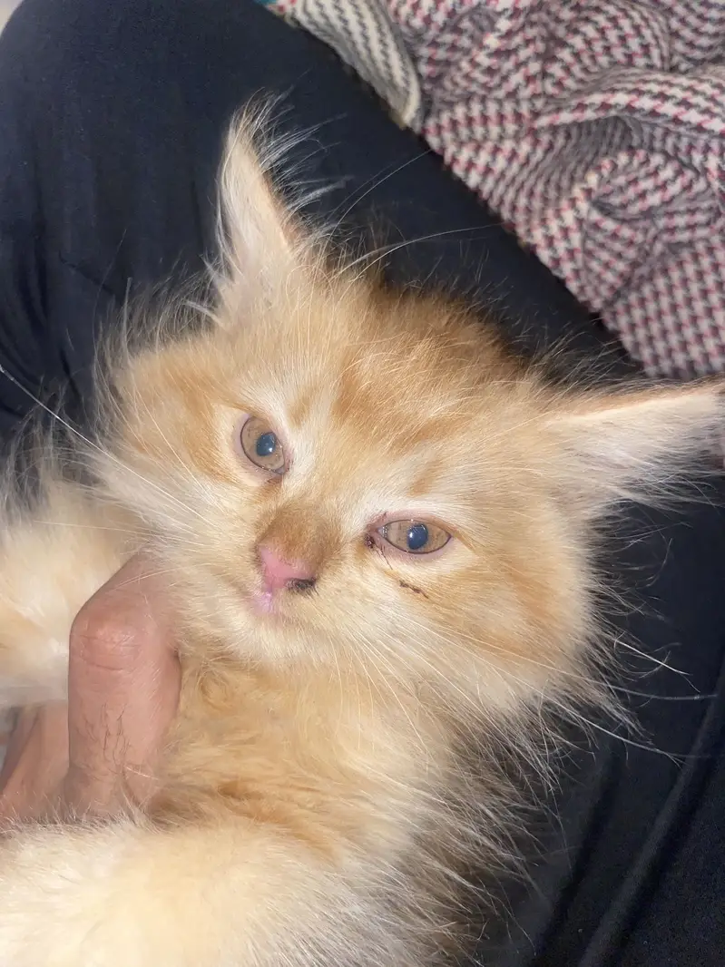 Colour Brown extra long coat cat female price 9k contactNbr03327660982 — photo 4