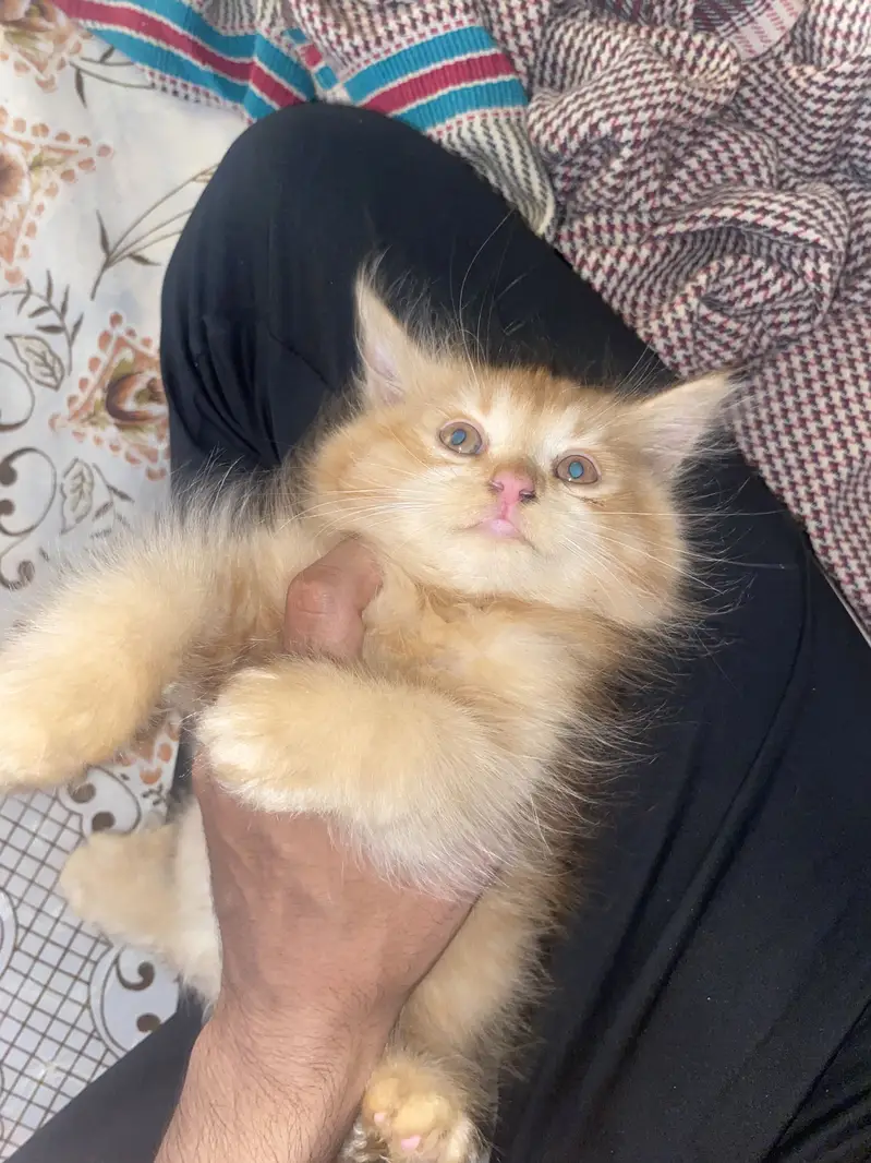 Colour Brown extra long coat cat female price 9k contactNbr03327660982 — photo 5