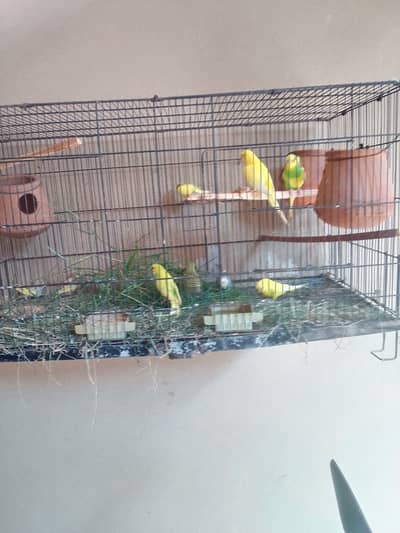 Budgie autalian parots pair
