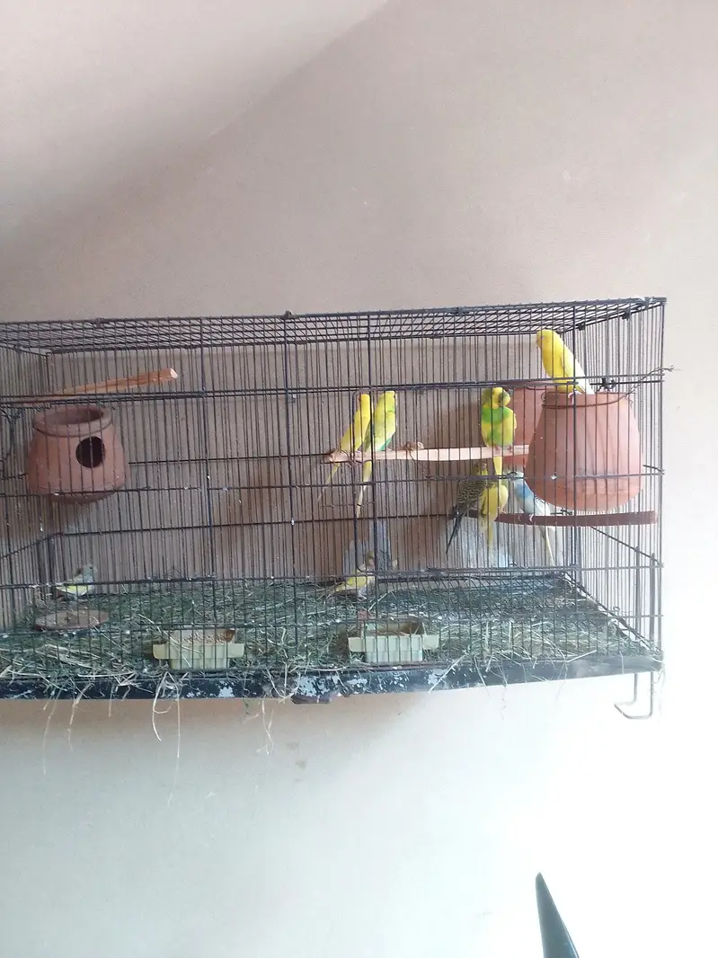 Budgie autalian parots pair — photo 2