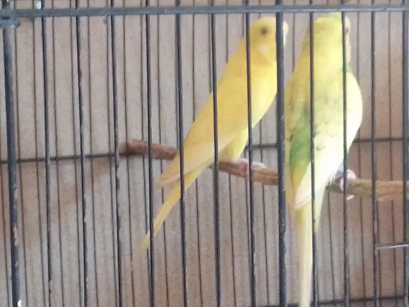 Budgie autalian parots pair — photo 3