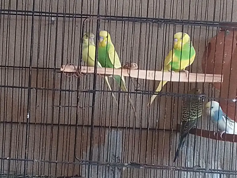 Budgie autalian parots pair — photo 4