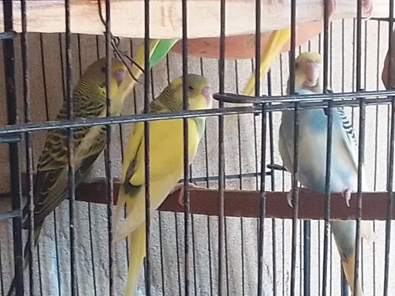Budgie autalian parots pair — photo 5