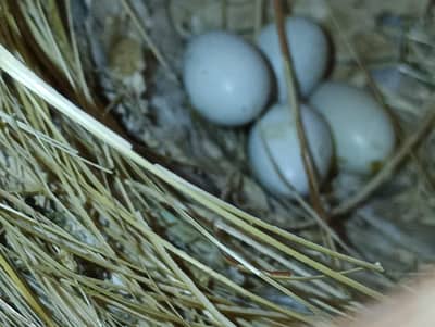 zebra Finch for sale