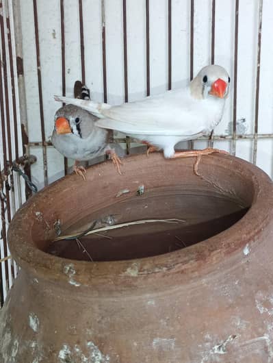 zebra Finch for sale