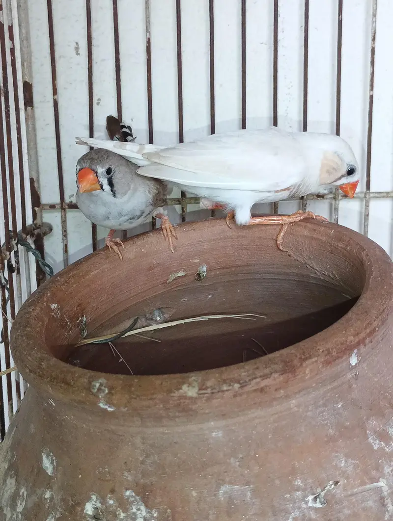 zebra Finch for sale — photo 3