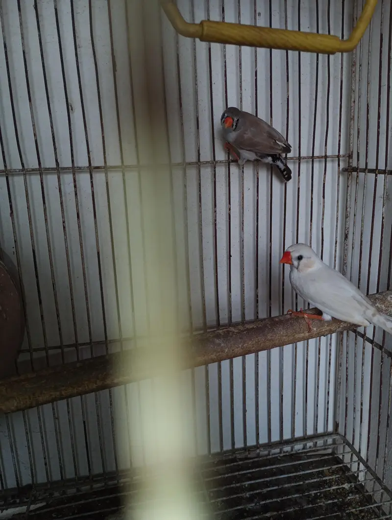 zebra Finch for sale — photo 4